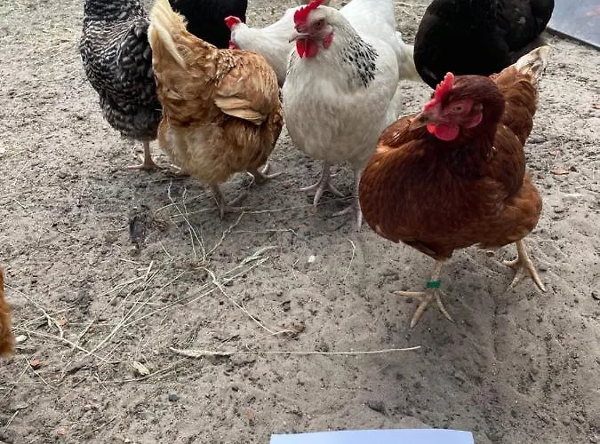 Sonnenberg Dahmeblick * Markisch Buchholz